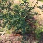 Acacia terminalis Blatt