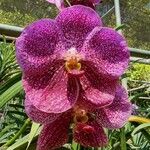 Vanda coerulescens Cvet