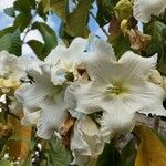 Beaumontia grandiflora Flor