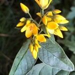 Lysimachia vulgarisЦвят