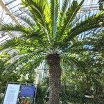 Encephalartos woodii Frunză