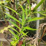 Freycinetia cumingiana Leaf