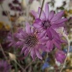 Xeranthemum annuum Flors