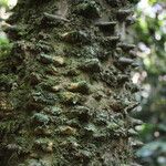 Zanthoxylum heitzii Φλοιός