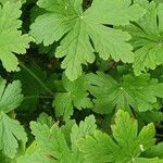 Geranium aculeolatum Leaf