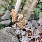 Sedum spathulifolium Flower