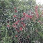 Cadaba aphylla Συνήθη χαρακτηριστικά