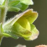 Salvia africana-caerulea বাকল