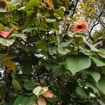 Hibiscus tiliaceus Blüte