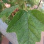 Acer tataricum Leaf