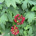 Actaea rubra Fuelha