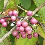 Callicarpa americana Fruit