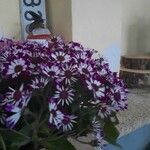 Pericallis cruenta Virág