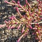 Salicornia rubra पत्ता