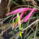 Billbergia nutans Цвят
