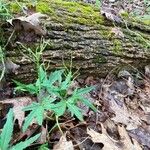 Cardamine concatenata 葉