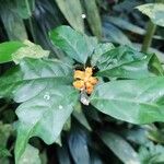 Turraea heterophylla फूल