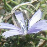 Cichorium spinosum Λουλούδι