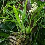 Prosthechea fragrans Plante entière