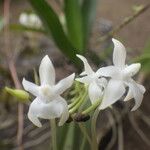 Rangaeris muscicola Flower