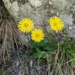 Doronicum columnae Květ