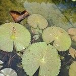 Nymphaea lotus 葉