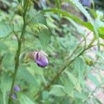 Impatiens arguta Flor