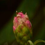 Rhododendron × geraldii Other