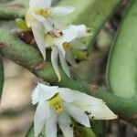 Calyptrochilum christyanum Flor