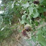 Centaurea fragilis Otro