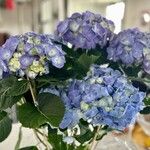 Hydrangea spp. Flower