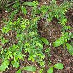 Paxistima myrsinites Leaf