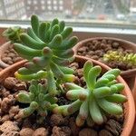 Sedum pachyphyllum Folha