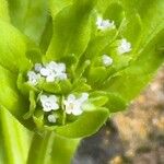 Valeriana locusta Květ