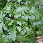 Acanthus mollis Агульны выгляд