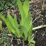 Iris pumila 葉