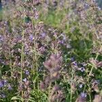 Nepeta × faassenii Floare