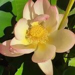 Nelumbo nucifera 花