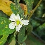 Muntingia calabura Flower
