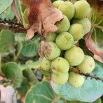 Coccoloba uvifera Frukt