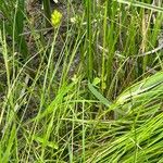 Carex tribuloides Habitat