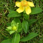 Hypericum acmosepalum Лист