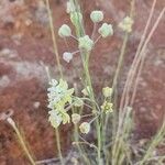 Gomphocarpus integer Flor
