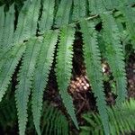 Dryopteris atrata Листок