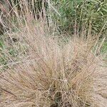 Eragrostis curvula 葉
