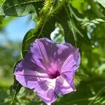 Ipomoea sagittata Flower