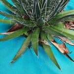 Agave filifera Žievė