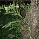 Epidendrum chlorocorymbos عادت داشتن