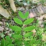 Lonicera canadensis Leaf