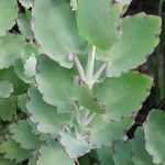 Kalanchoe laxiflora Leaf